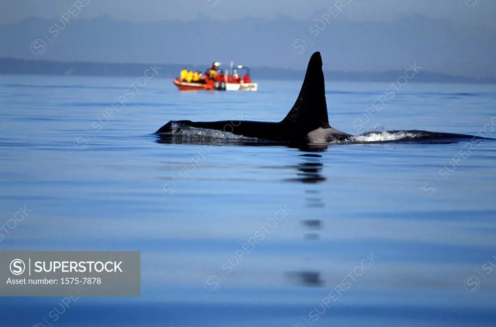 Orca, Killer whales off Vancouver Island, British Columbia, Canada