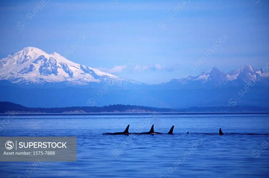 Orca, Killer Whales off Vancouver Island, British Columbia, Canada