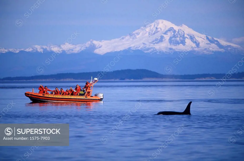 Orca whale watching, Mt. Baker in background, British Columbia, Canada