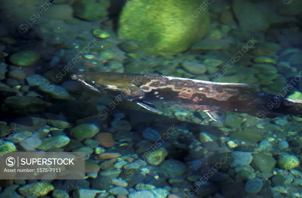 Spawning salmon, Cheakamus River, Squamish, Brackendale, British Columbia, Canada