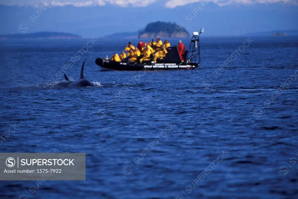Orca whale watching, British Columbia, Canada