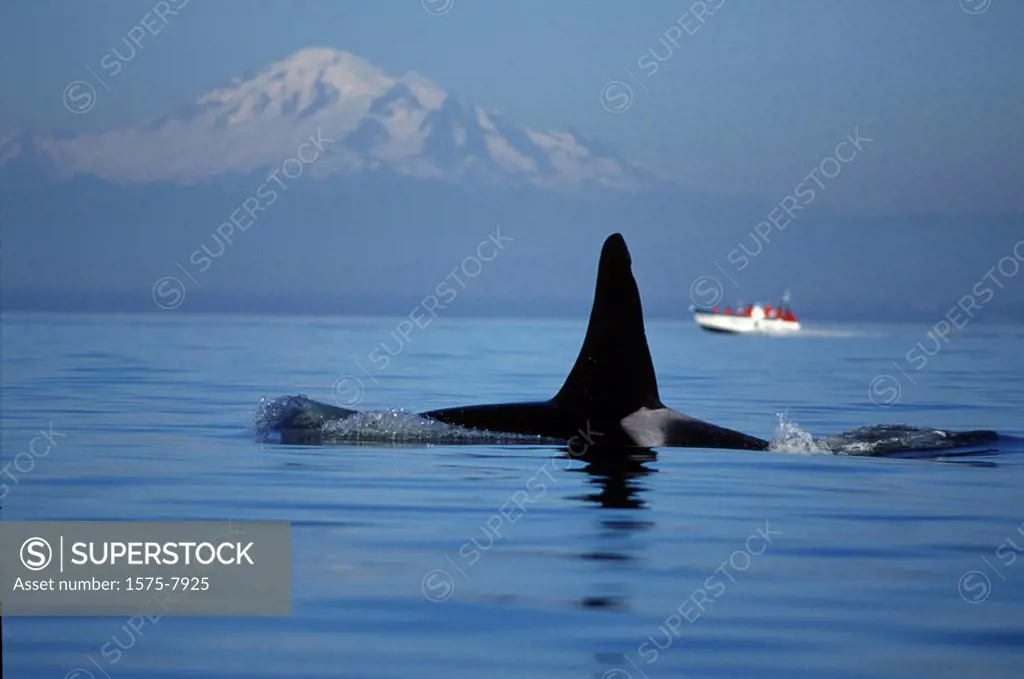 Orca, Killer whales off Vancouver Island, British Columbia, Canada, Mt Baker in background