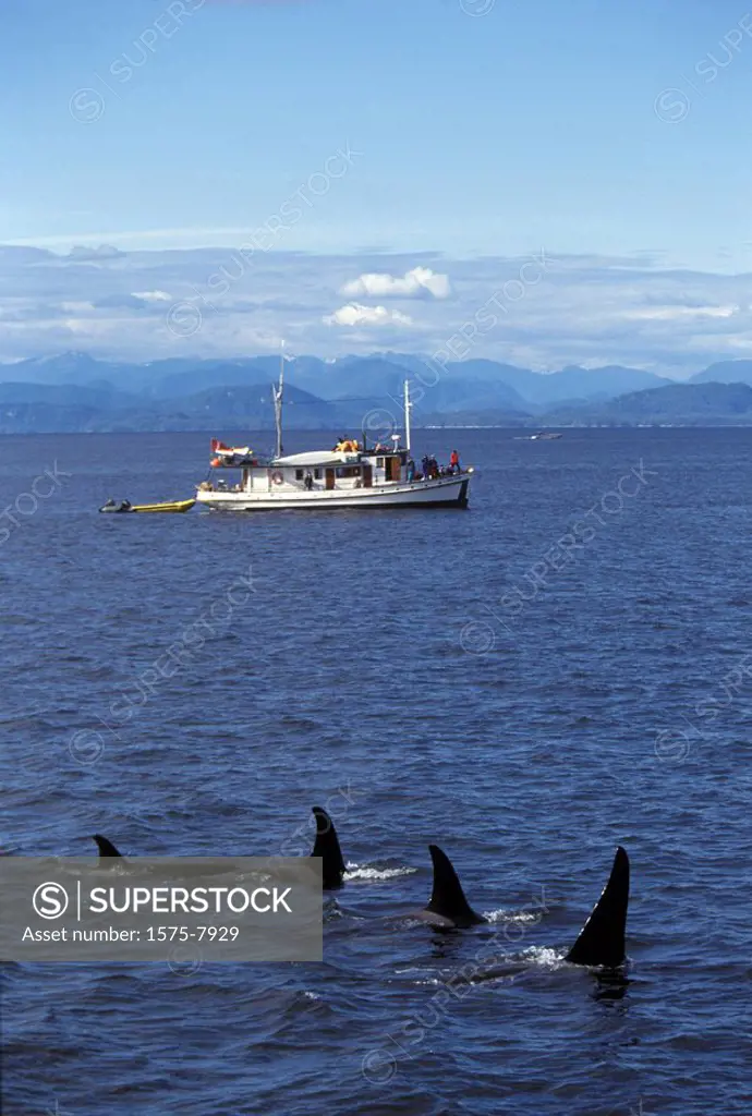 Orca whale watching, Johnstone Straight, British Columbia, Canada