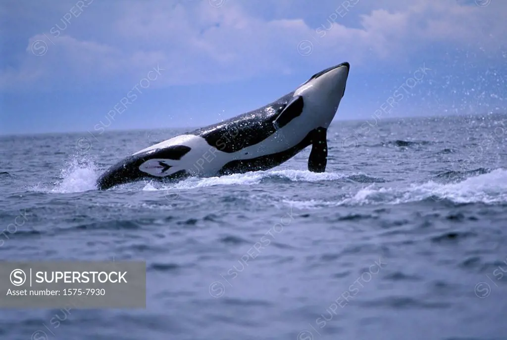 Orca, Killer Whales off of Victoria, Vancouver Island, British Columbia, Canada