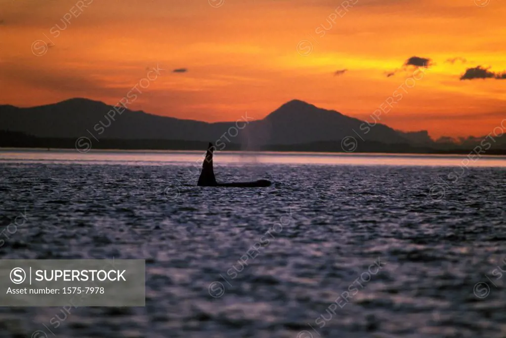 Orca, Killer whales off Victoria, British Columbia, Canada