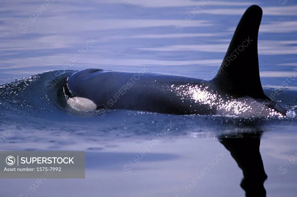 Orca, Killer Whales, off Victoria, Vancouver Island, British Columbia, Canada