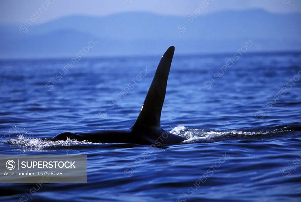 Orca, Killer Whales off Vancouver Island, British Columbia, Canada