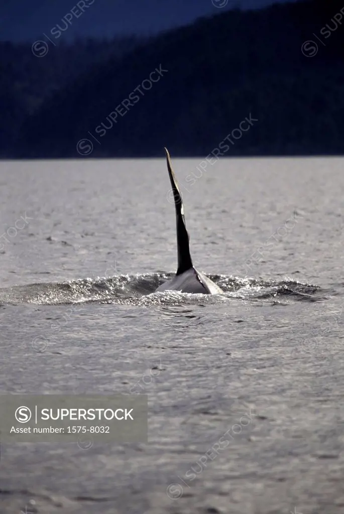 Orca, Killer Whales, Johnstone Straight, British Columbia, Canada