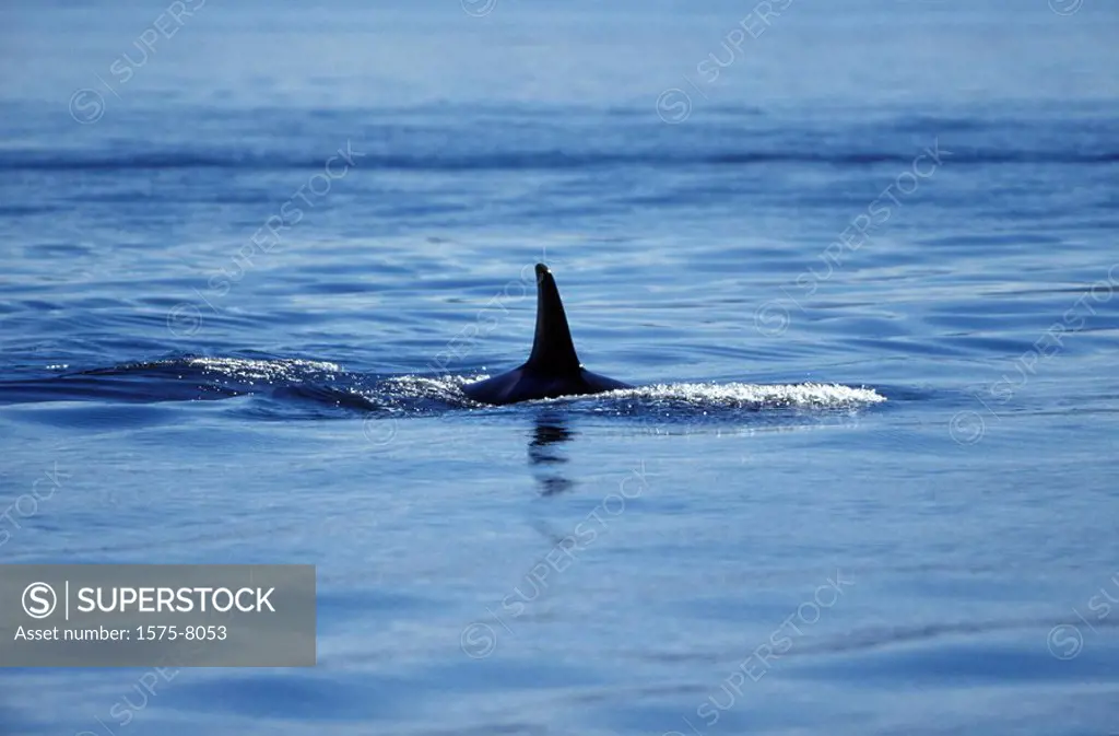 Orca, Killer Whales, Johnstone Straight, British Columbia, Canada