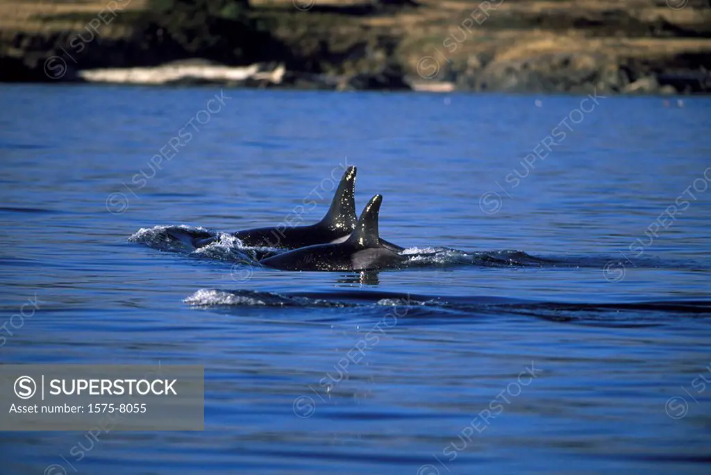 Orca, Killer whales, British Columbia, Canada