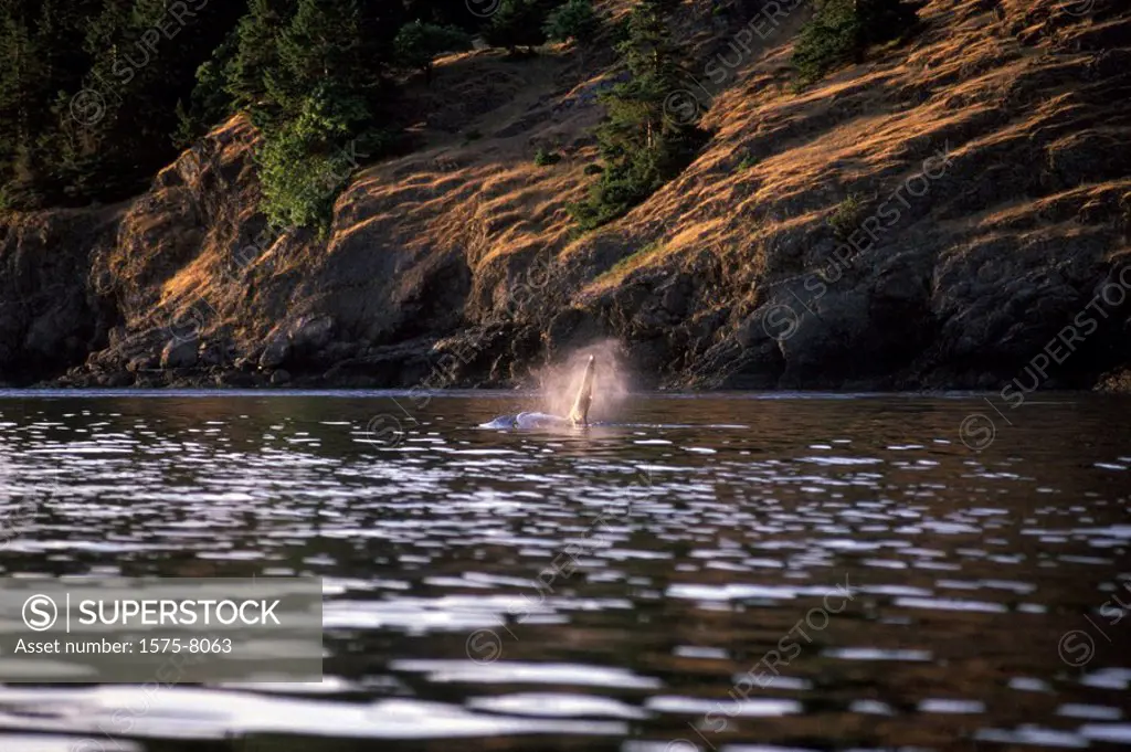Orca, Killer whales off Victoria, Vancouver Island, British Columbia, Canada