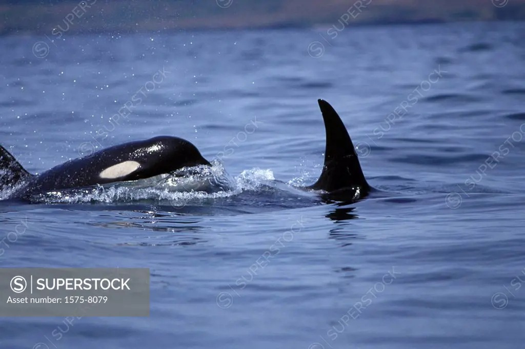 Orca, Killer whales in Haro Strait, off Vancouver Island, British Columbia, Canada