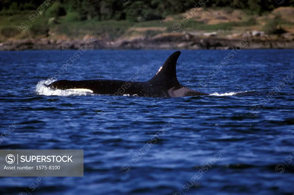 Orca, Killer whales off Victoria, Vancouver Island, British Columbia, Canada