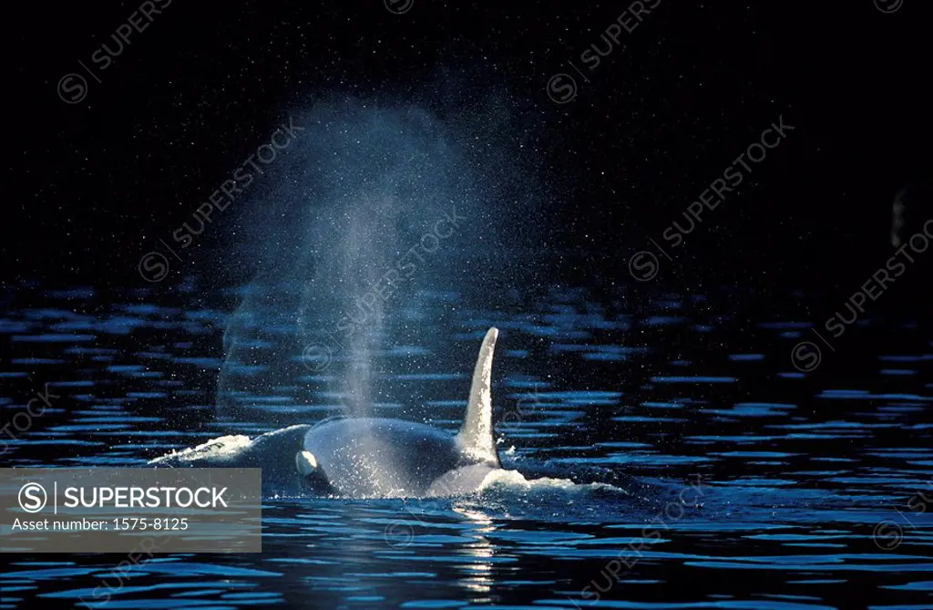 Orca, Killer Whales, off Victoria, Vancouver Island, British Columbia, Canada