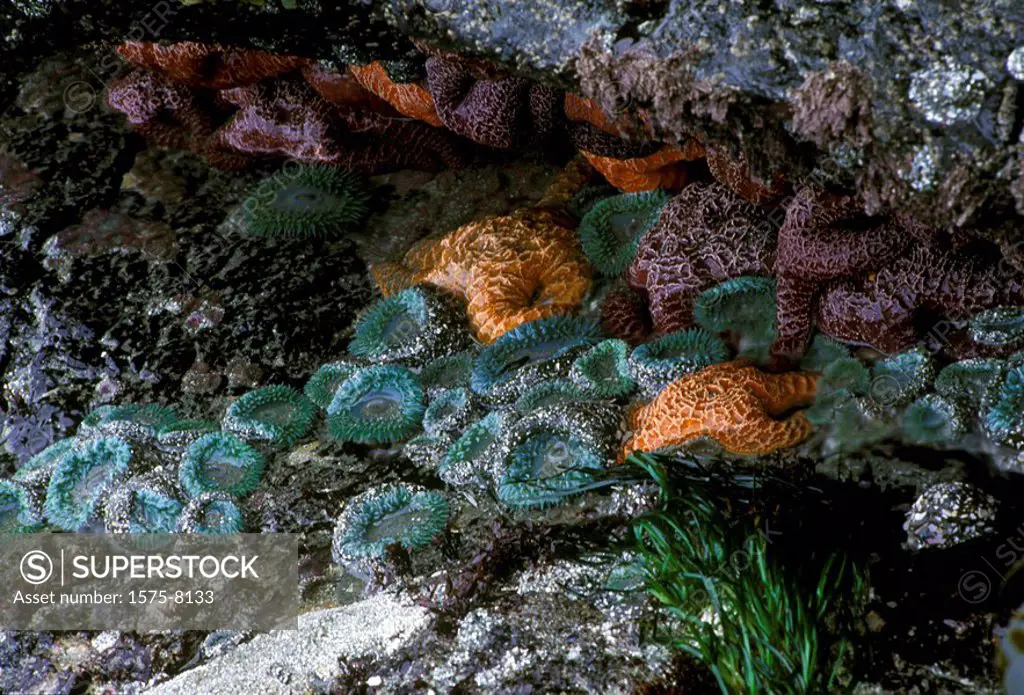 Muscles and Barnacles, Long Beach, Vancouver Island, British Columbia, Canada