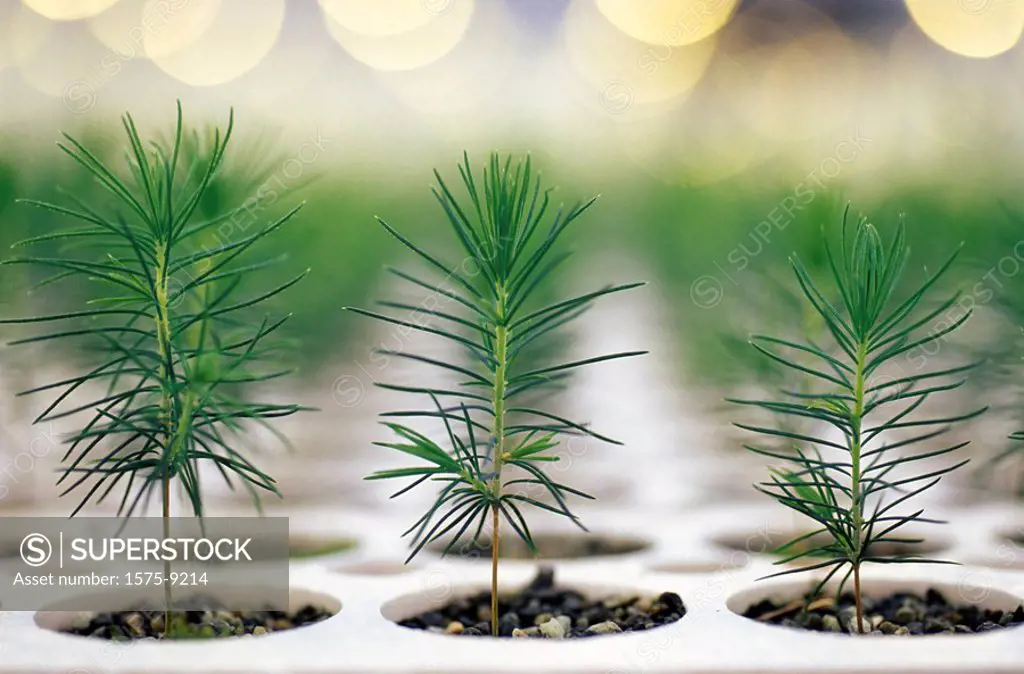 Pine Seedlings