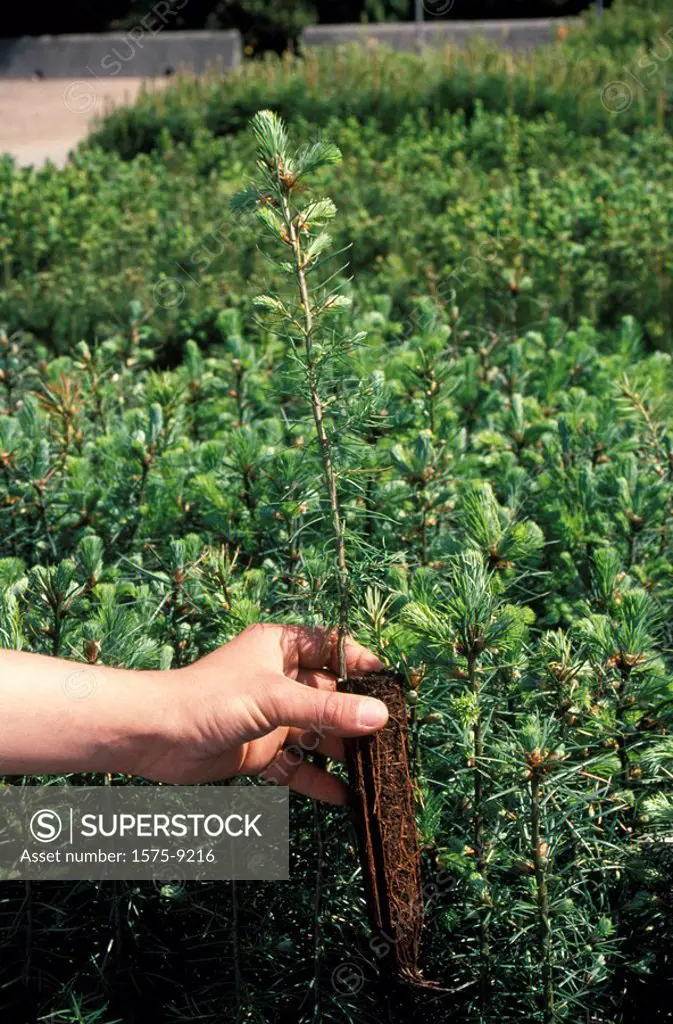 Green Timbers Silviculture nursery, Hand holding Douglas Fir yearling