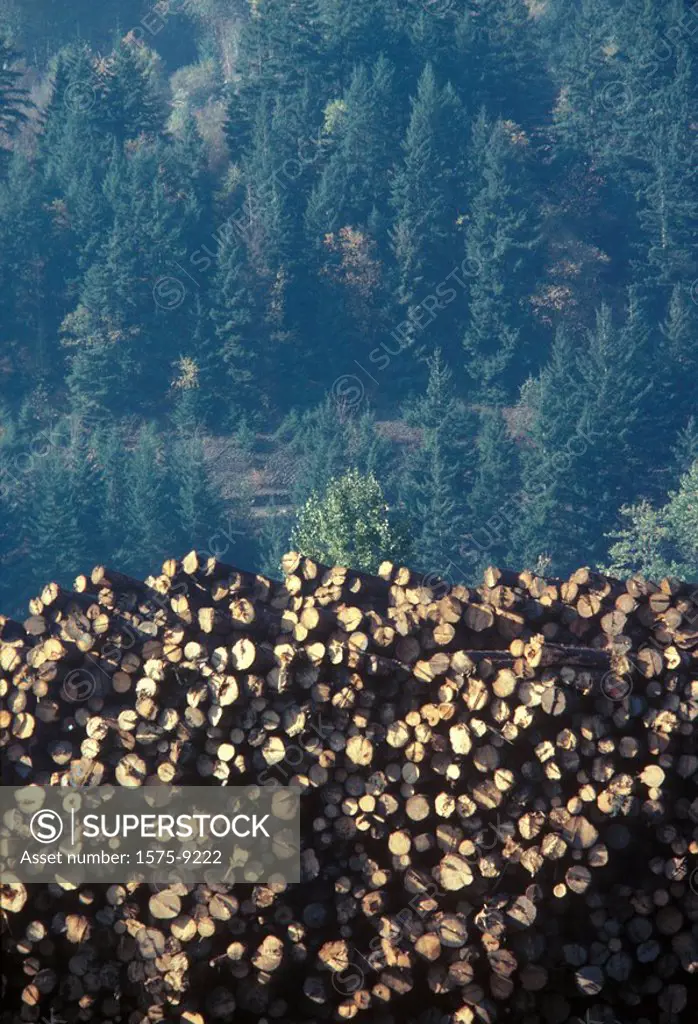Raw lumber stacked in pile