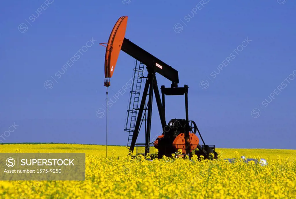 Oil pump in canola field, Olds, Alberta, Canada