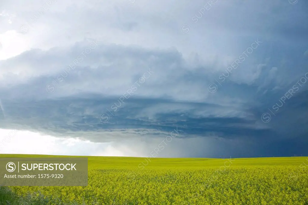 Storm over Canola field, Drumheller, Alberta, Canada