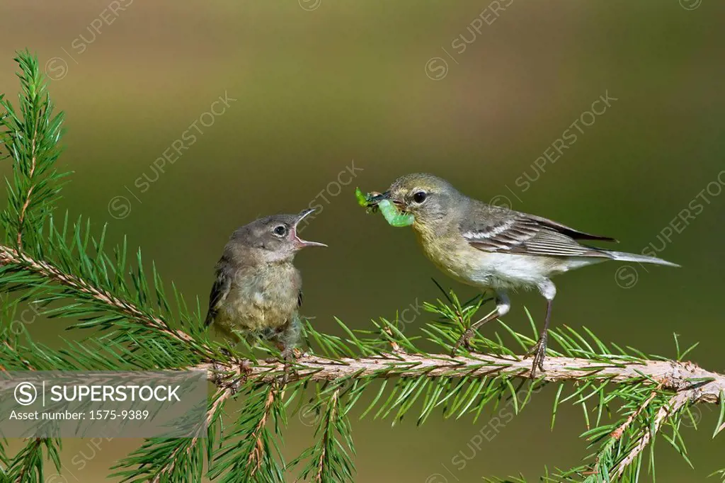 Pine Warblers, Northern Michigan