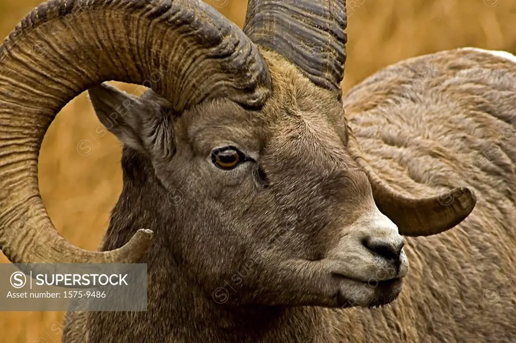 Big Horn Sheep, Kananaskis, Alberta, Canada