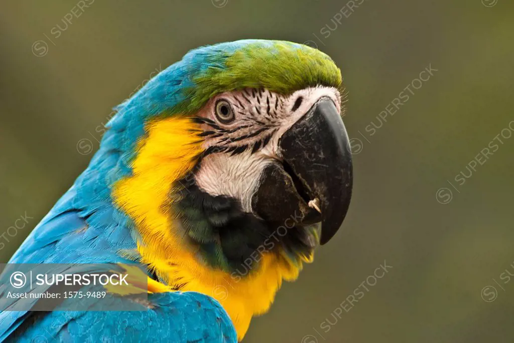 Blue Gold Macaw, Costa Rica, Central America