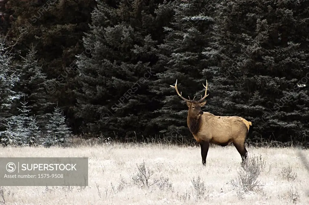 Elk, Banff National Park, Alberta, Canada