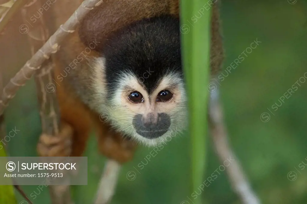 Central America Squirrel Monkey, Costa Rica, Central America