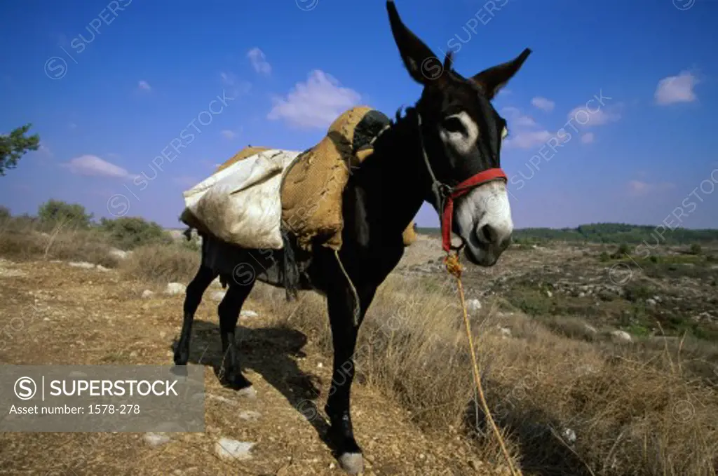 Donkey standing in a landscape, Neot Kedumim, Israel