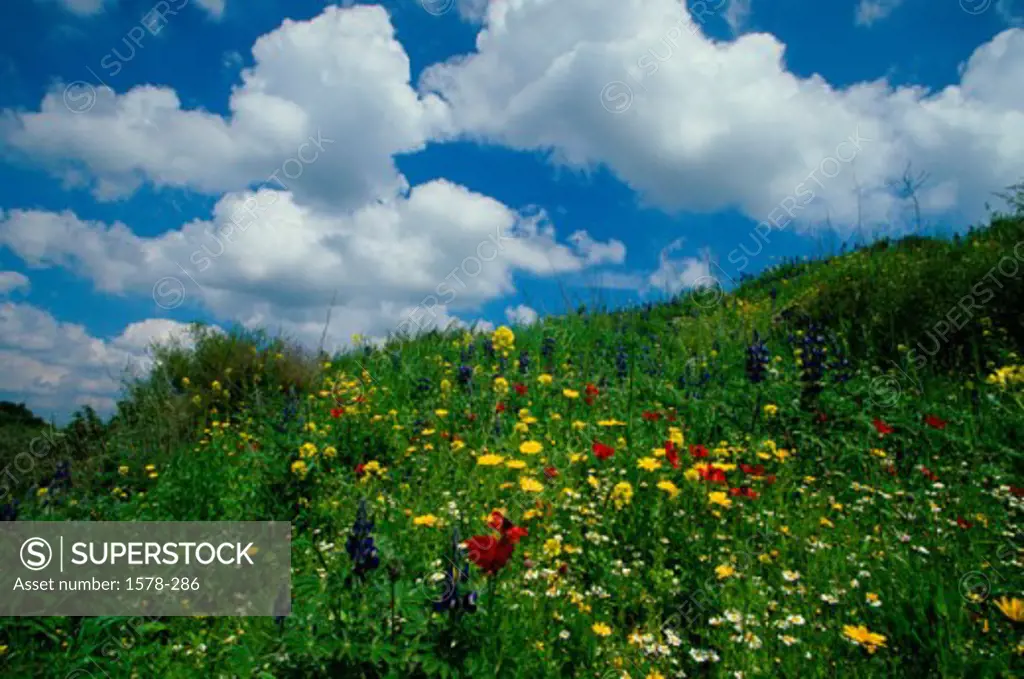 Low angle view of flowers in a field, Haela Valley, Israel