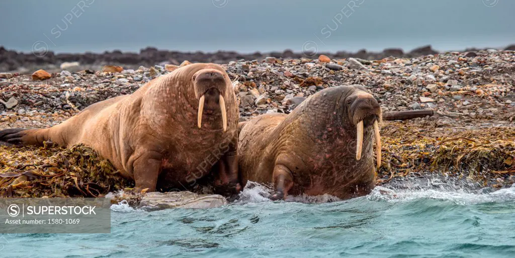 Two Walruses (Odobenus rosmarus) on the beach, Spitsbergen, Svalbard Islands, Norway