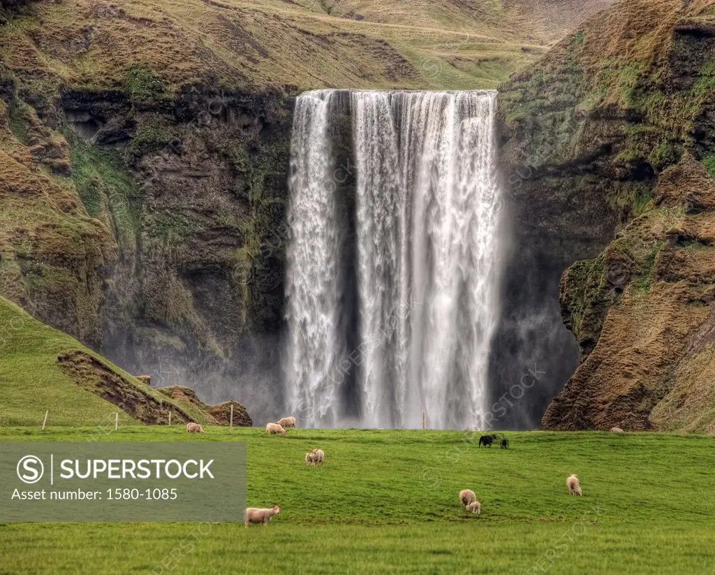Sheep grazing by Skogafoss Waterfall, Iceland