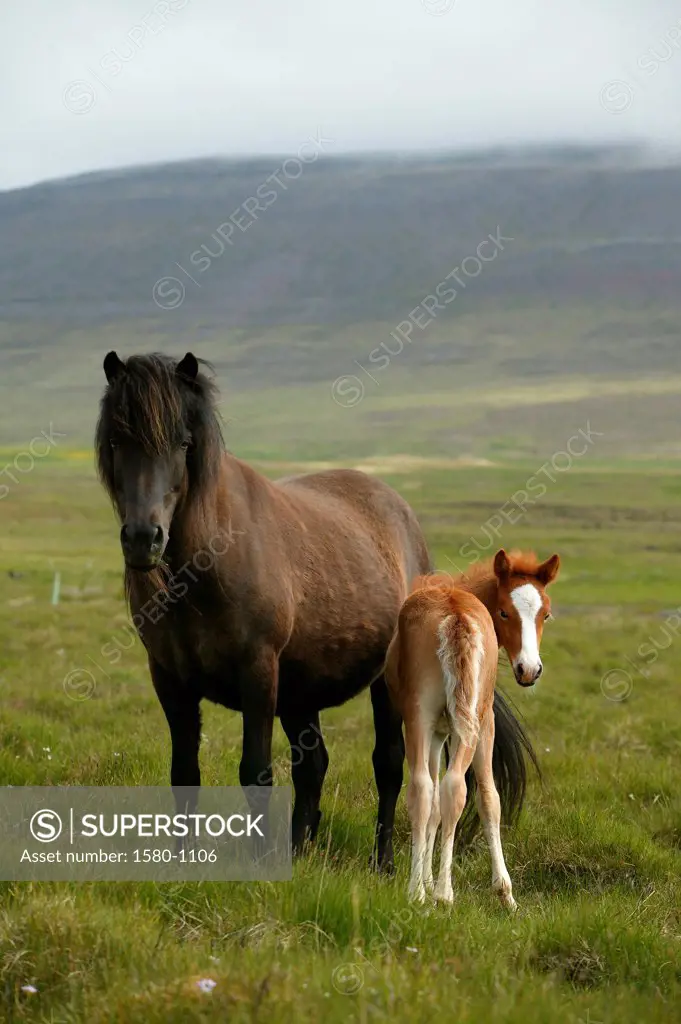 Icelandic horse family standing in a field, Iceland