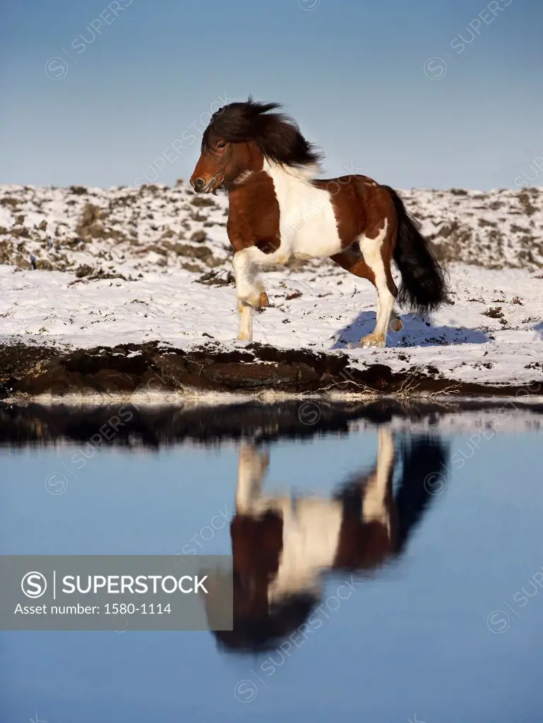 Reflection of running Icelandic horse in the water, Blue Lagoon, Iceland