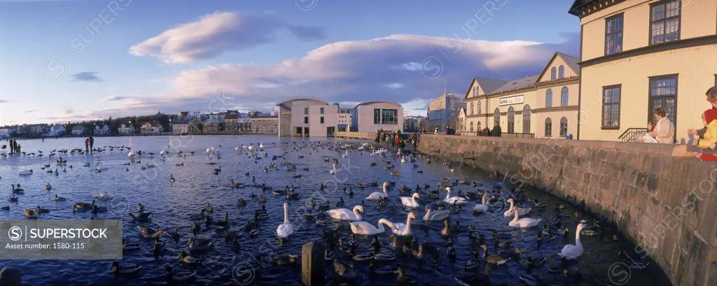 High angle view of a group of birds swimming in water, Reykjavik, Iceland