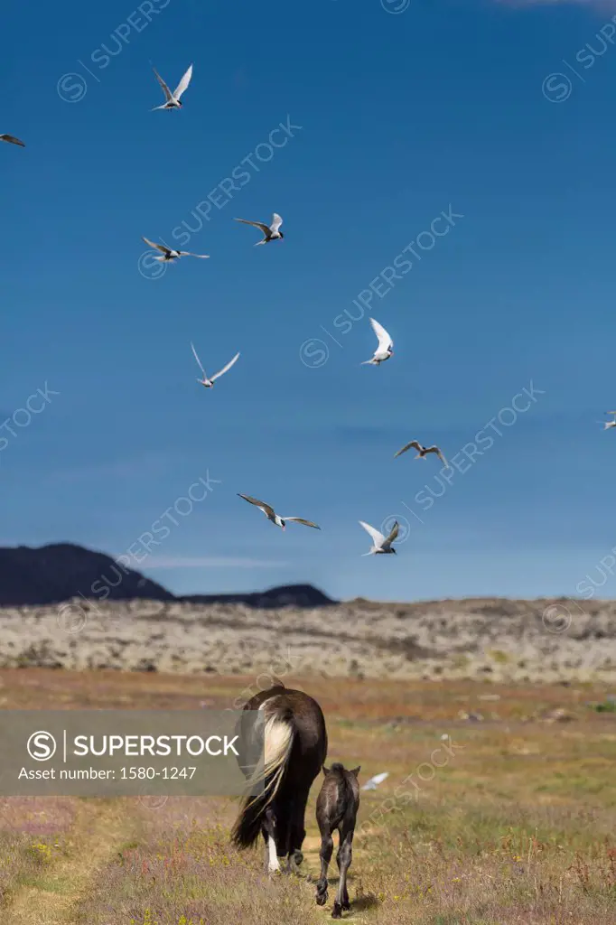 Arctic terns (Sterna paradisaea) flying over Icelandic purebred horses, Iceland