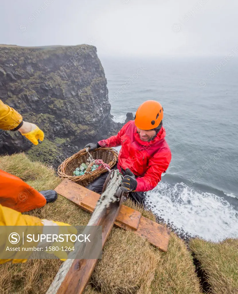 Men gathering Guillemot eggs on cliffs, Ingolfshofdi, Iceland