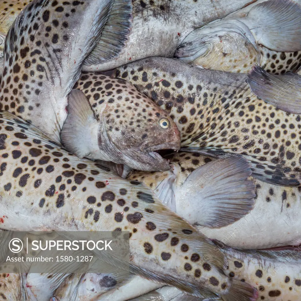 Close-up of dead Spotted Wolffish (Anarhichas minor) , Iceland