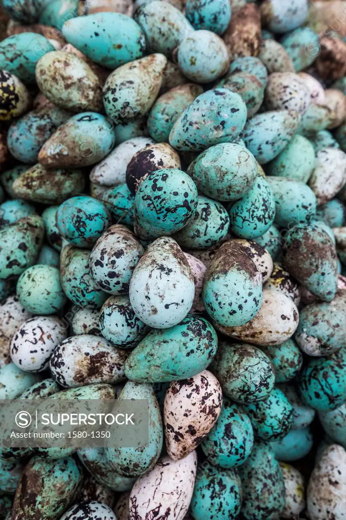 Close-up of Common Guillemot eggs (Uria aalge), Ingolfshofoi, Iceland