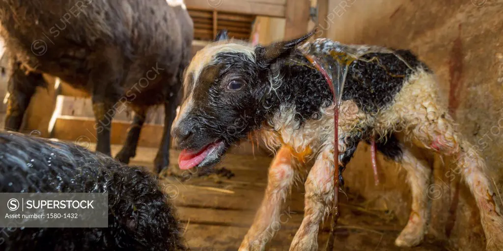 Birth of newborn lamb, Iceland