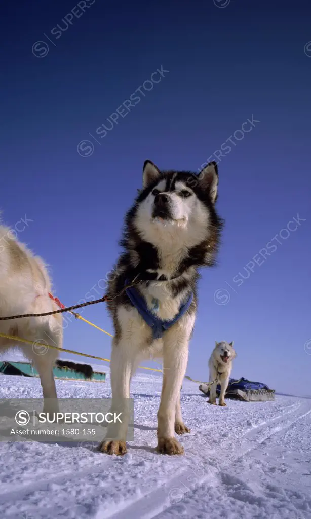 Low angle view of a husky standing on snow, Cambridge Bay, Nunavut, Canada
