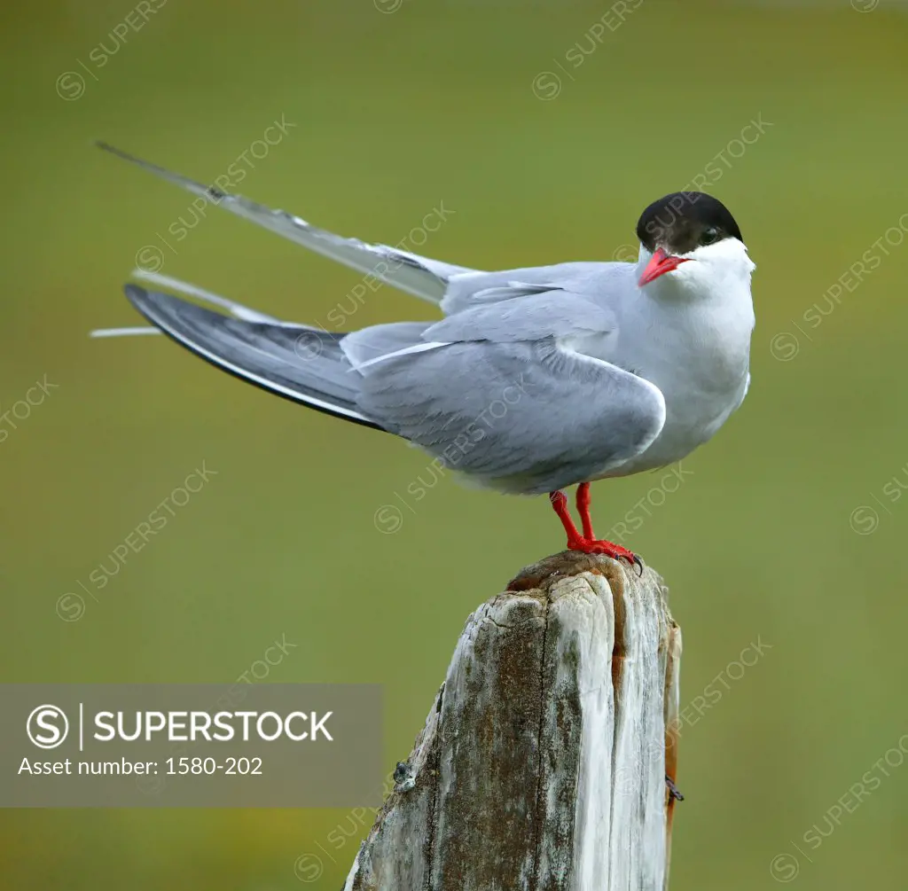 Close-up of an Arctic Tern perching on a wooden post, Iceland (Sterna paradisaea)