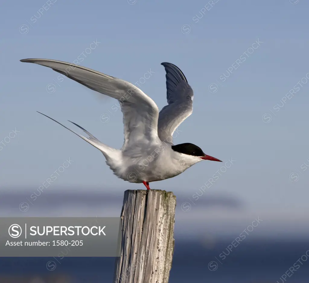 Close-up of an Arctic Tern perching on a wooden post, Iceland (Sterna paradisaea )