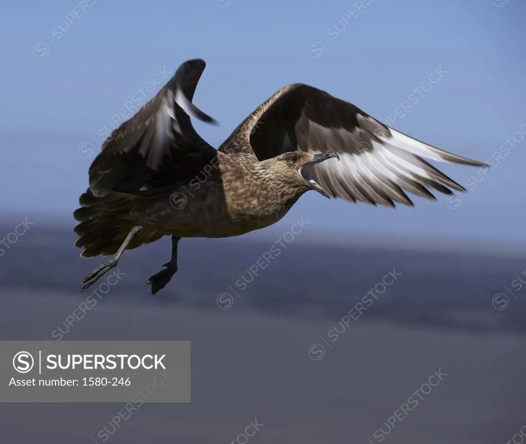 Close-up of a Great Skua flying, Iceland (Stercorarius skua)