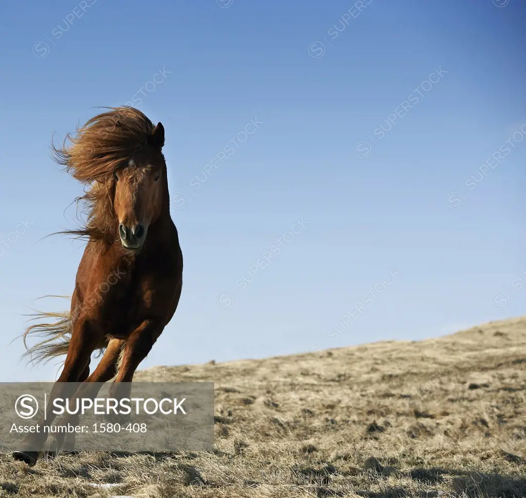 Icelandic horse running in a field, Iceland (Equus caballus)