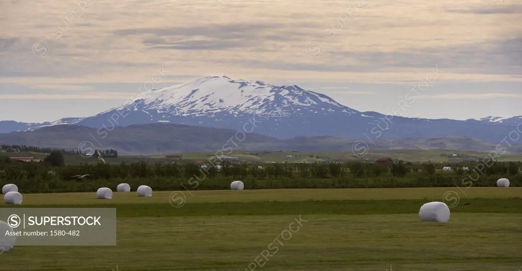 Iceland, Hay rolls with Hekla volcano in background