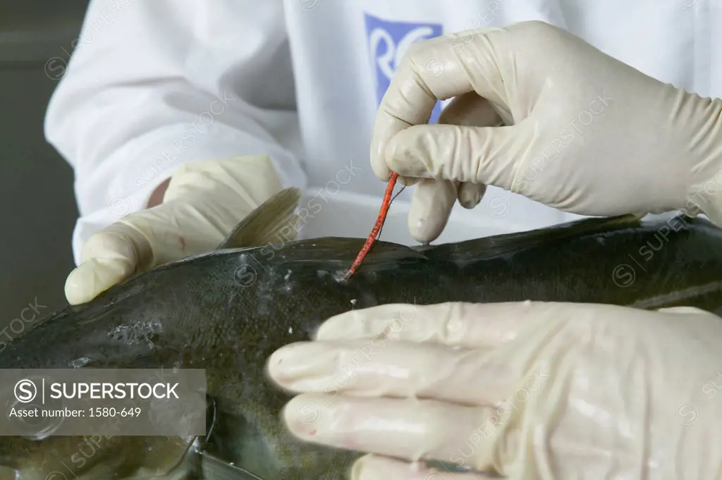 Researchers testing cod fish in lab, Reykjavik, Iceland