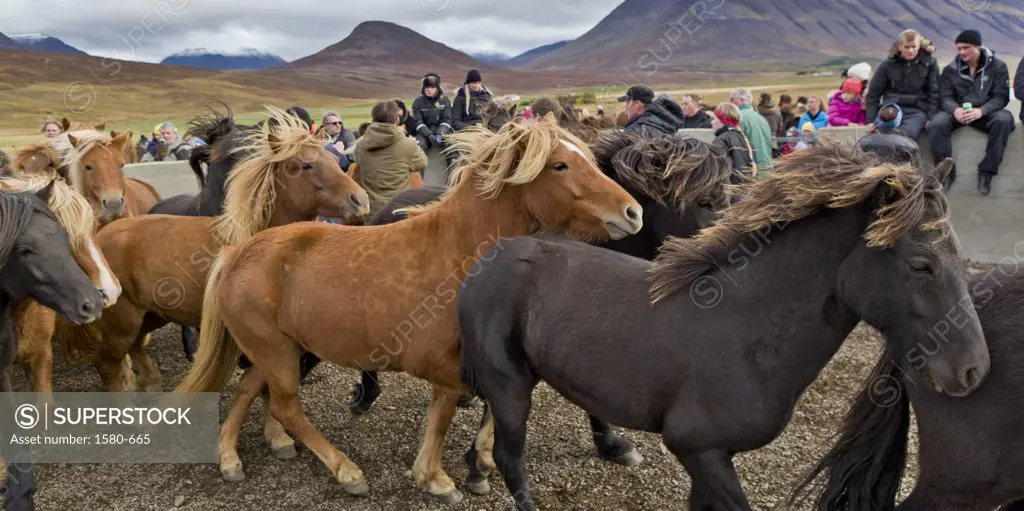 Annual horse round up at Laufskalarett, Skagafjordur, Iceland