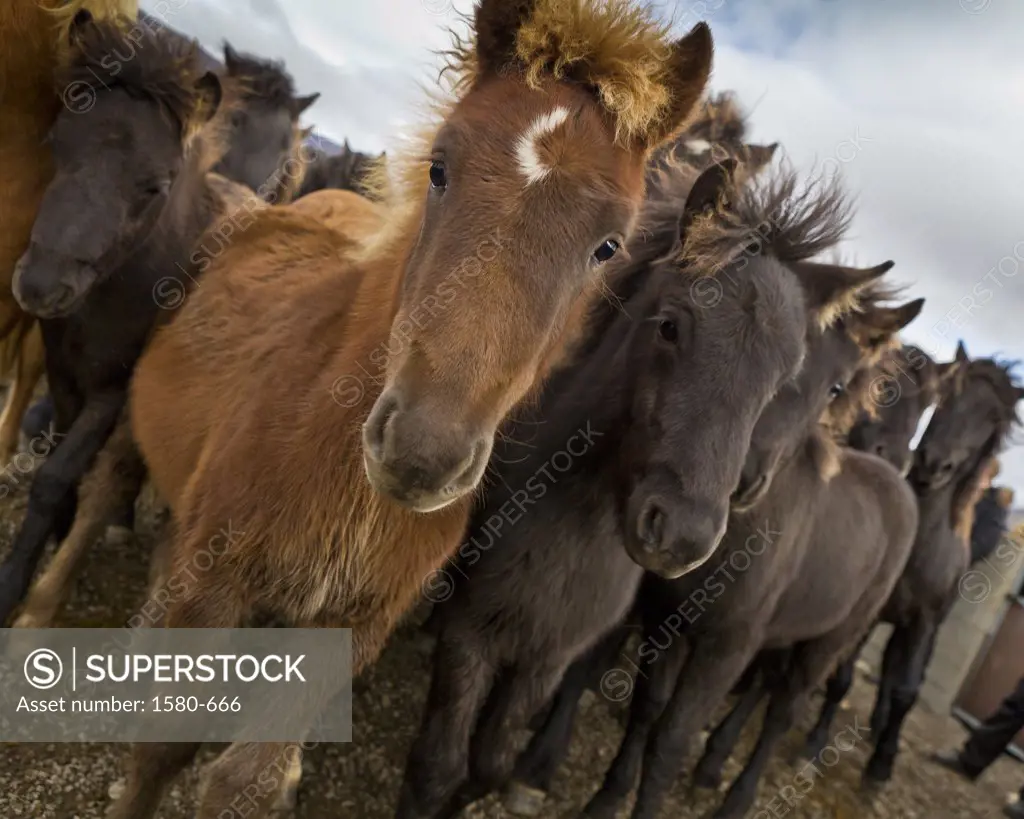 Annual horse round up at Laufskalarett, Skagafjordur, Iceland